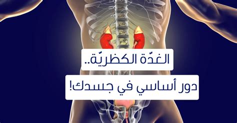 ضع قائمة بتأثير الغدد الكظرية على جسمك أثناء الاستعداد للسباق.