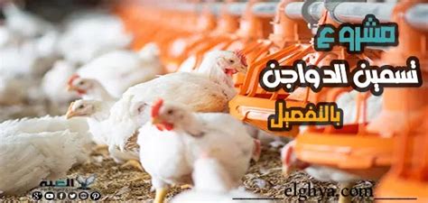 طريقة اختيار موقع جيد لمشروع تسمين وتربية الدواجن