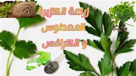طريقة تحضير الكزبرة الجافة المطبوخة للرجيم: