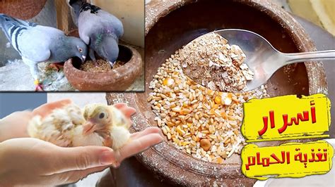 طريقة تغذية الحمام للمبتدئين