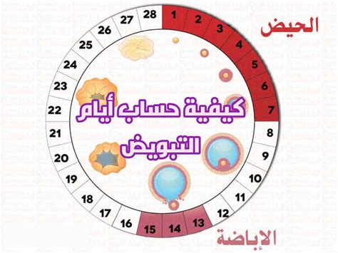 طريقة حساب أيام الإباضة للحمل بالصبي وعلاقتها بالأشهر طريقة حساب أيام الإباضة للحمل بالصبي وعلاقتها بالأشهر