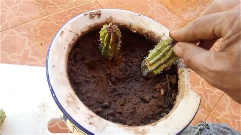 طريقة زراعة الدغموس