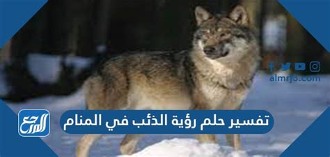 عدة تفسيرات لرؤية الذئب في المنام كامل