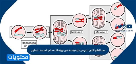 عدد الخلايا التي تنتجها خلية واحدة في نهاية الانقسام الاختزالي يساوي الحل