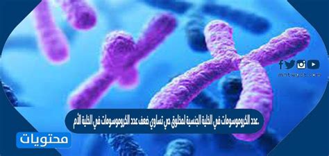 عدد الكروموسومات في الخلية الجنسية للكائن الحي هو ضعف عدد الكروموسومات في الخلية الأم. صحيح خطأ عدد الكروموسومات في الخلية الجنسية للكائن الحي هو ضعف عدد الكروموسومات في الخلية الأم. صحيح خطأ