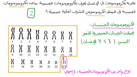عدد الكروموسومات في الخلية الجنسية للكائن هو ضعف عدد الكروموسومات في الخلية الأم.  صحيح خطأ