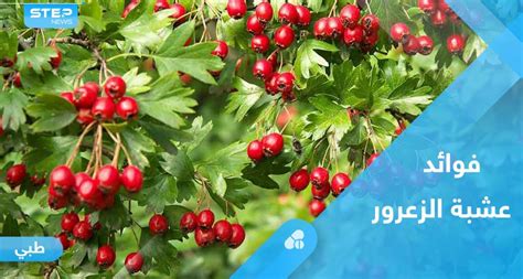 عشبة الزعرور لعلاج ارتفاع الكوليسترول غير الصحي
