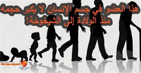 عضو في جسم الإنسان لا ينمو من الولادة إلى الشيخوخة