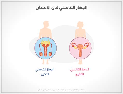 علامات إصابة الذكور في الأعضاء التناسلية علامات إصابة الذكور في الأعضاء التناسلية