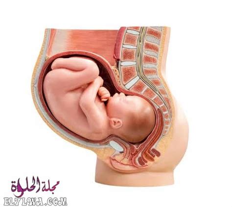 علامات نزول الجنين إلى الحوض في الشهر الخامس علامات نزول الجنين إلى الحوض في الشهر الخامس