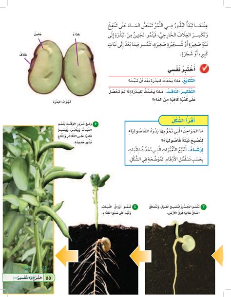 عملية زرع التجاويف التي لم تنبت ماذا تسمى؟