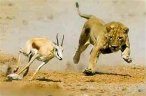 عندما ترى النيوبيوم للأسد يخرج، لا تعتقد أن الأسد كذلك