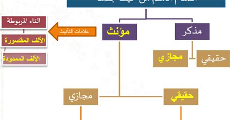 عندما يتبع المذكر الحقيقي المؤنث t، تسمى كلمة