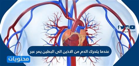 عندما يتدفق الدم من الأذين إلى البطين، هل يمر بالصمام؟ عندما يتدفق الدم من الأذين إلى البطين، هل يمر بالصمام؟