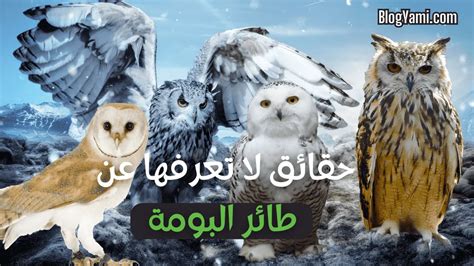 عندما يتغذى طائر على الحشرات التي تعيش على جلد الحيوان،