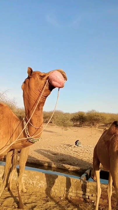 عندما يكون وزن الجمل الكبير 235. يرقى إلى عندما يكون وزن الجمل الكبير 235. يرقى إلى