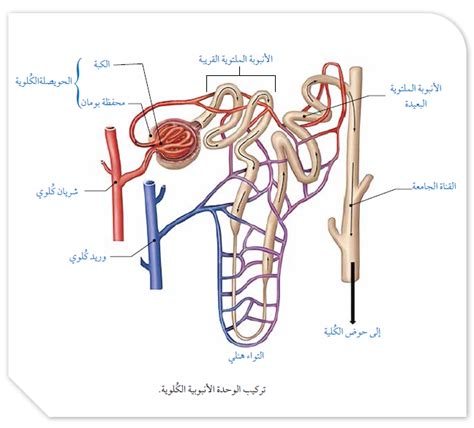 في أي أجزاء من الوحدة الأنبوبية الكلوية تفرز مستقلبات الدواء؟