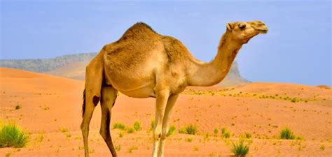في المنام للمرأة المتزوجة أن ترى الجمل يذبح في المسلخ
