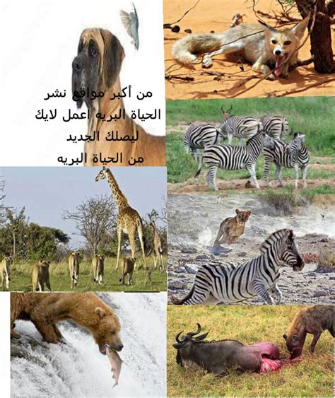 في حالة تلف العباءة على الحيوانات ذات الغلقين، اشرح الوظيفة التي لا تستطيع هذه الحيوانات القيام بها