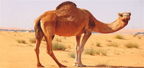 في حلم المرأة العازبة ، شاهد الجمل يذبح في المسلخ
