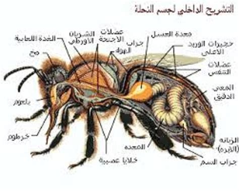 في نهاية معدتها، يكون لدى نحلة غدد سامة على حشرة تسمى كيف؟