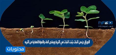 فيديو الاوراق جزءمن النبات يثبت النبات في التربة ويمتص الماء والموادالمغذية من التربه