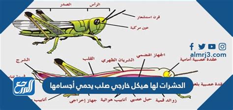 فيديو الحشرات لها هيكل خارجي صلب يحمي أجسامها