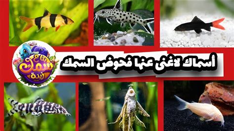 فيديو سجلت مريم ألوان سمك الزينة في حوض السمك كماهو بالجدول ,عند تنظيم البيانات في جدول تكراري ماهو عدد تكرار سمك الزينة الأصفر ؟