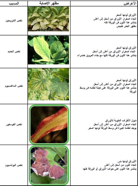 فيما يلي أهم الآفات والأمراض الزراعية التي يمكن أن تصيب الريحان: فيما يلي أهم الآفات والأمراض الزراعية التي يمكن أن تصيب الريحان:
