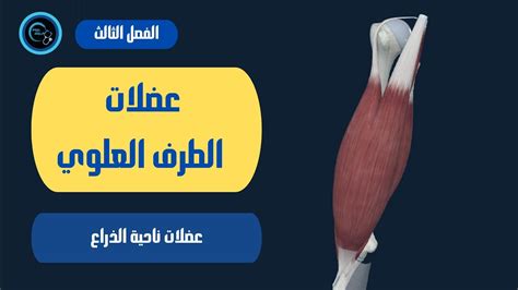 فيما يلي الأسباب الرئيسية لشبع الذراعين بالتفصيل: فيما يلي الأسباب الرئيسية لشبع الذراعين بالتفصيل: