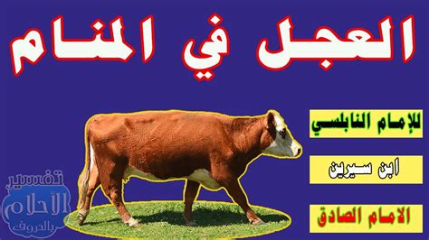 قرار رؤية العجل في المنام للإمام الصادق