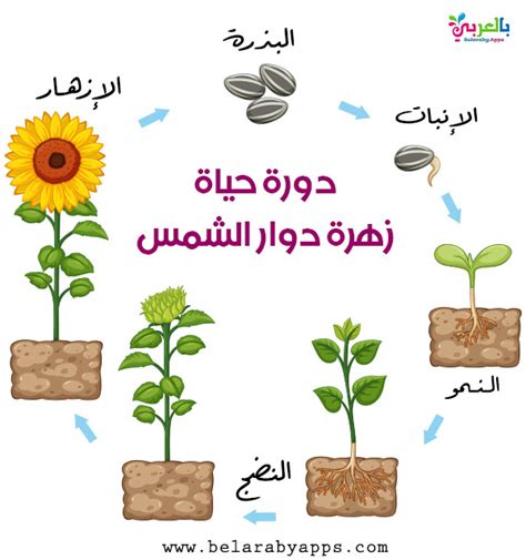 قم بإنشاء رسم تخطيطي يصف دورة حياة نبات سنوي مغطى بالبذور؟