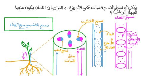 قم بتسمية نسيج الأوعية الدموية الذي ينقل الماء والمعادن من الجذور إلى الأوراق