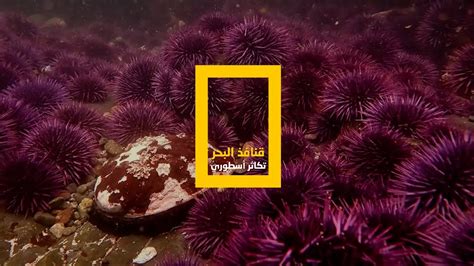 قنافذ البحر لها عمر طويل، لذا ضع فرضية؟ قنافذ البحر لها عمر طويل، لذا ضع فرضية؟