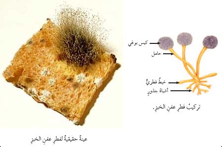 كائنات كانت تصنع بعض الأطعمة مثل الخبز والجبن؟  - البيئة التعليمية