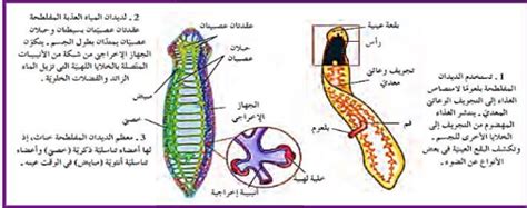 كتلة من الأنابيب تشبه الخيوط وتحتوي على العديد من الخلايا وهل هي جزء من الجسم من الفطريات؟