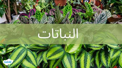 كل الأنواع التالية من المدارية في النباتات ماعدا؟  - روضة أطفال ثقافية