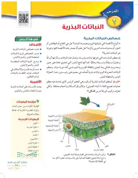كل من قشرة الورقة وبشرة الورقة شفافة، ماذا لو لم تكن كذلك؟ كل من قشرة الورقة وبشرة الورقة شفافة، ماذا لو لم تكن كذلك؟