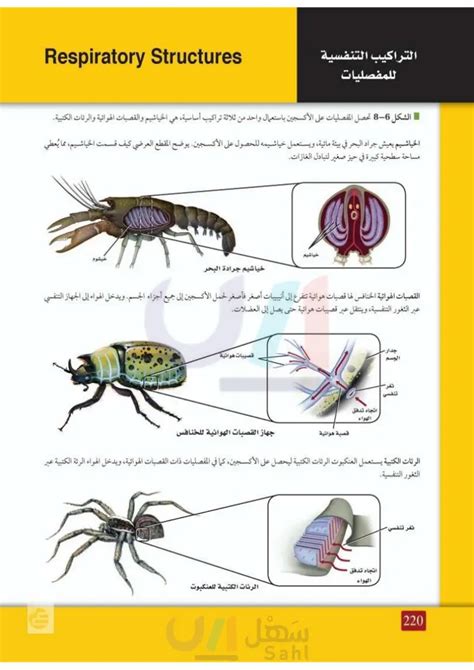 كيف تحمي المفصليات نفسها من الحيوانات المفترسة أثناء معالجة الهيكل الخارجي الجديد بعد طرح الريش؟