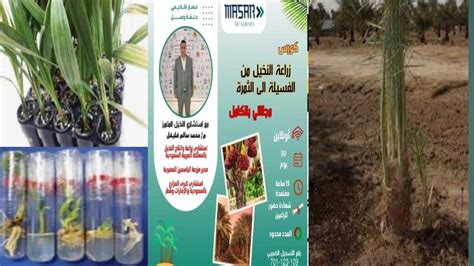 كيف تستعد لزراعة شجرة النخيل بالبذور؟