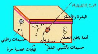 كيف تقوم المستقبلات الحسية والإدراكية بجمع المعلومات؟