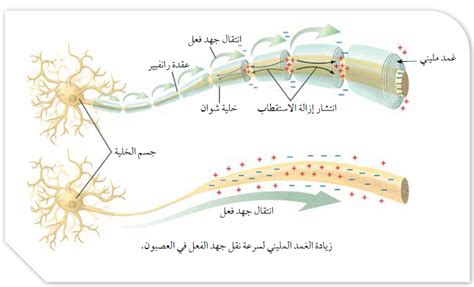 كيف يرتبط تكوين الأنسجة العصبية والعضلية بإحدى أهم خصائص الحيوان؟ كيف يرتبط تكوين الأنسجة العصبية والعضلية بإحدى أهم خصائص الحيوان؟