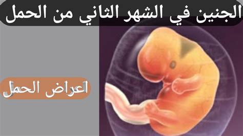 كيف يكتشف نبض الجنين في الشهر الثاني بالطرق المتبعة في الماضي؟