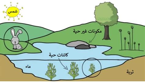 كيف يهاجر الفوسفور عبر الأجزاء الحيوية وغير الحيوية من النظام البيئي؟