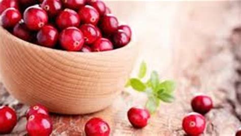 كيفية استخدام التوت البري وظروف تغذيته