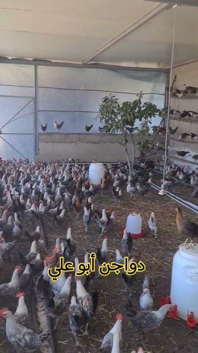 كيفية الاستفادة والربح من مشروع تربية الدجاج البلدي