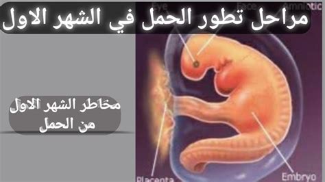كيفية التعرف على وضعية الجنين في الشهر الرابع في الرحم كيفية التعرف على وضعية الجنين في الشهر الرابع في الرحم