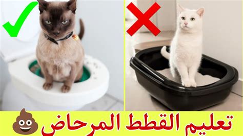 كيفية تعليم قطة الذهاب إلى المرحاض