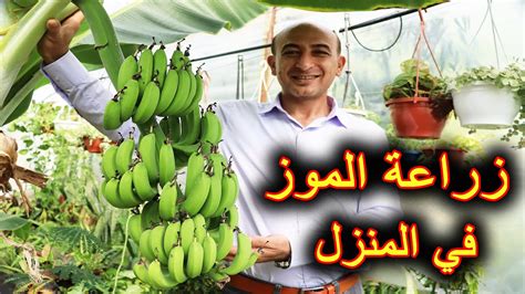 كيفية زراعة أشجار الموز في المنزل باستخدام الأنسجة كيفية زراعة أشجار الموز في المنزل باستخدام الأنسجة