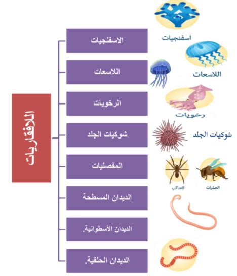 لخص السمات الرئيسية لبيانات وتر اللافقاريات لإظهار ما يشبه بيانات وتر الفقاريات